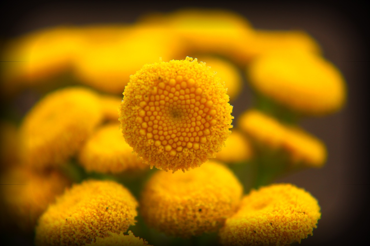 yellow flower nature free photo