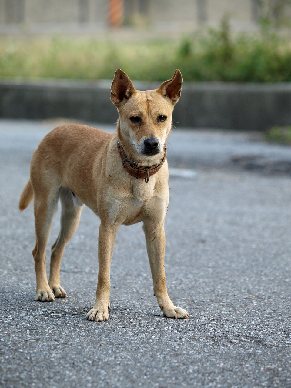 yellow dog hybrid free photo