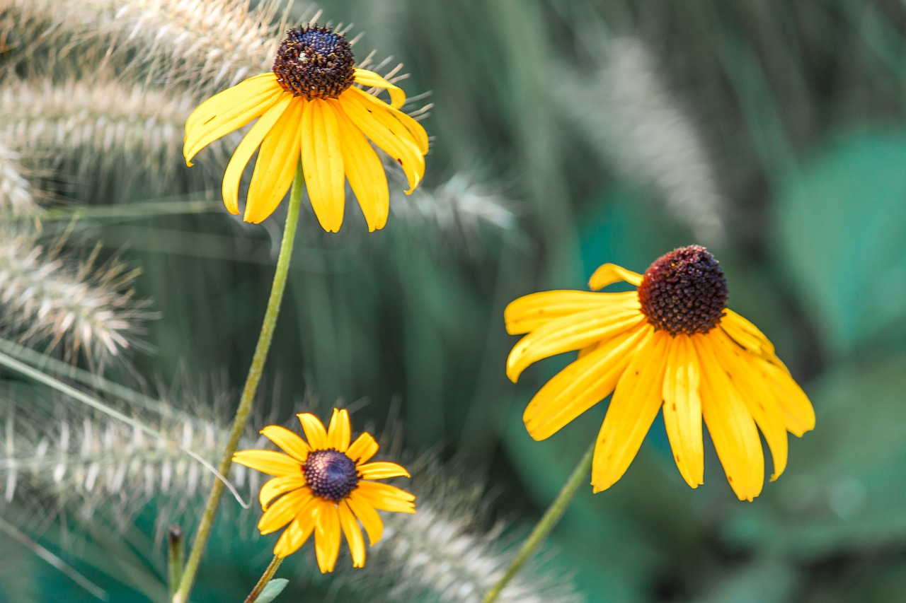 yellow flower yellow flowers free photo