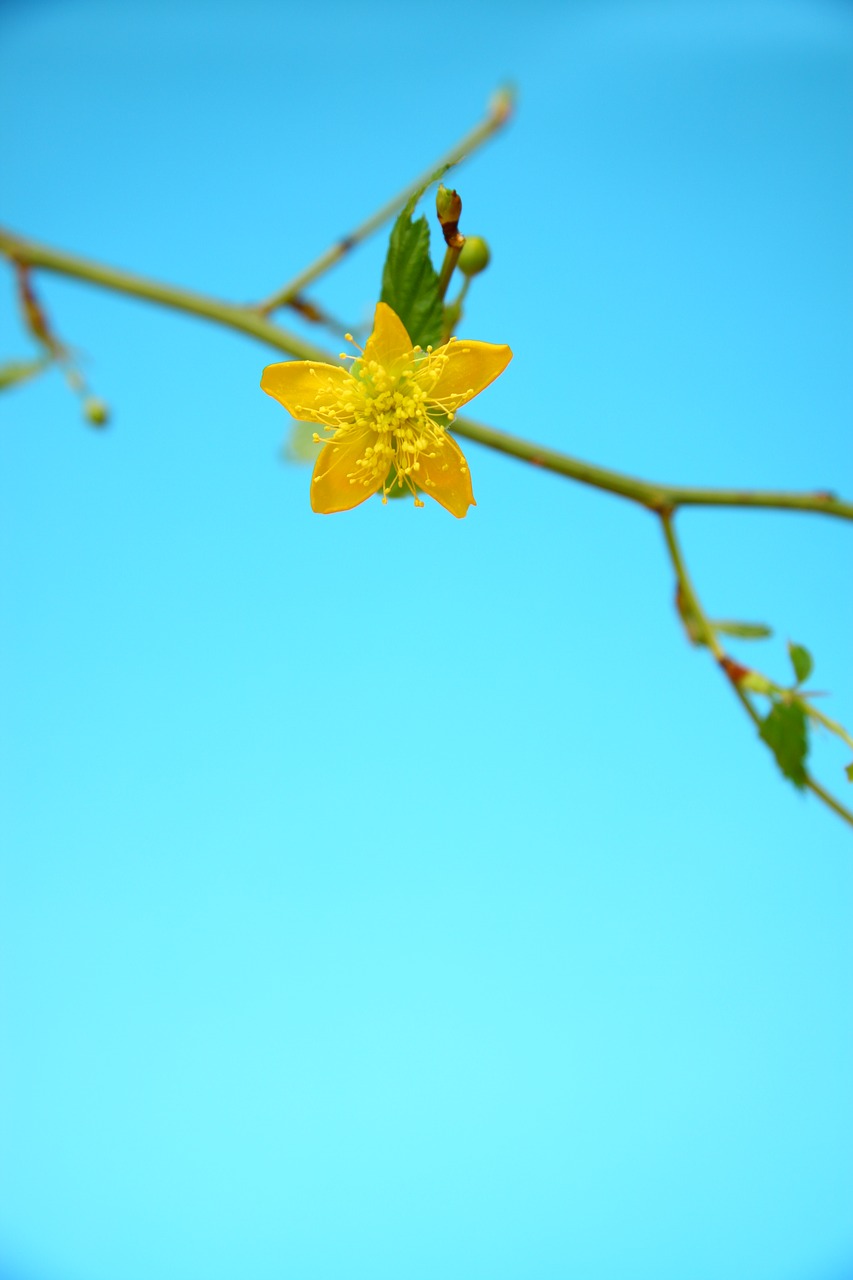 yellow blue flowers free photo