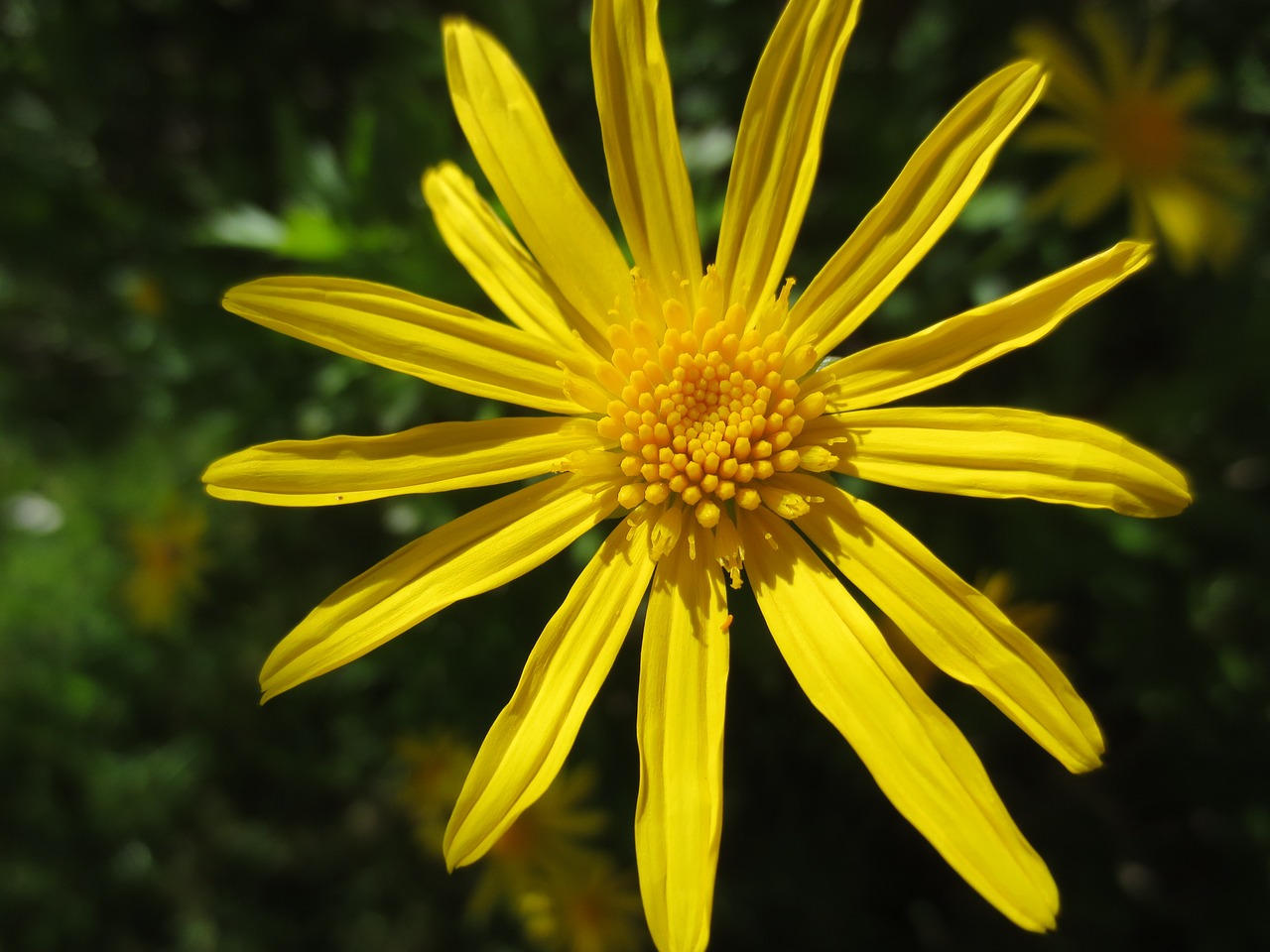 yellow daisy flower free photo