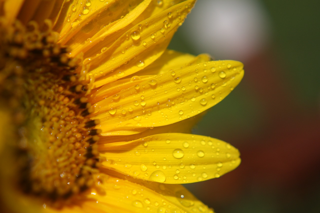 yellow sunflower flower free photo