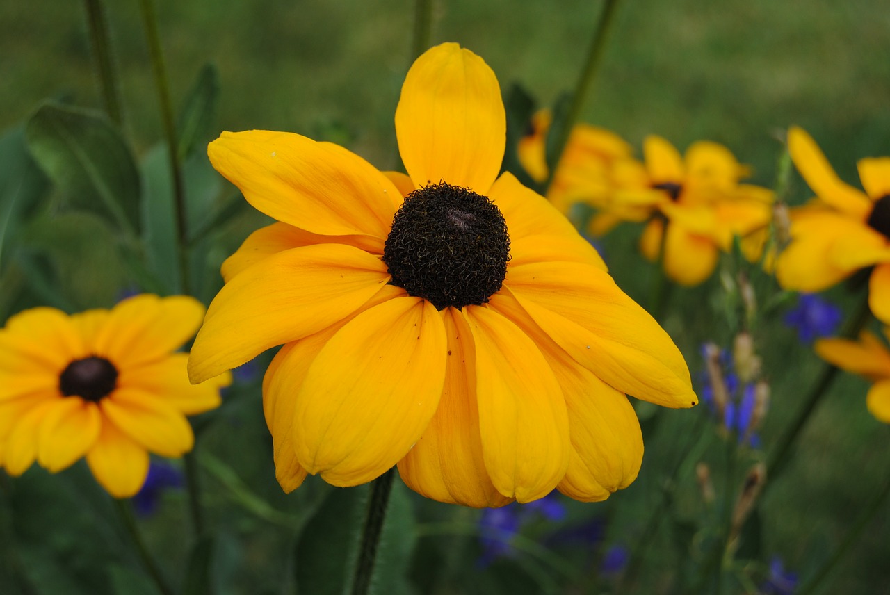 yellow flowers poppy free photo