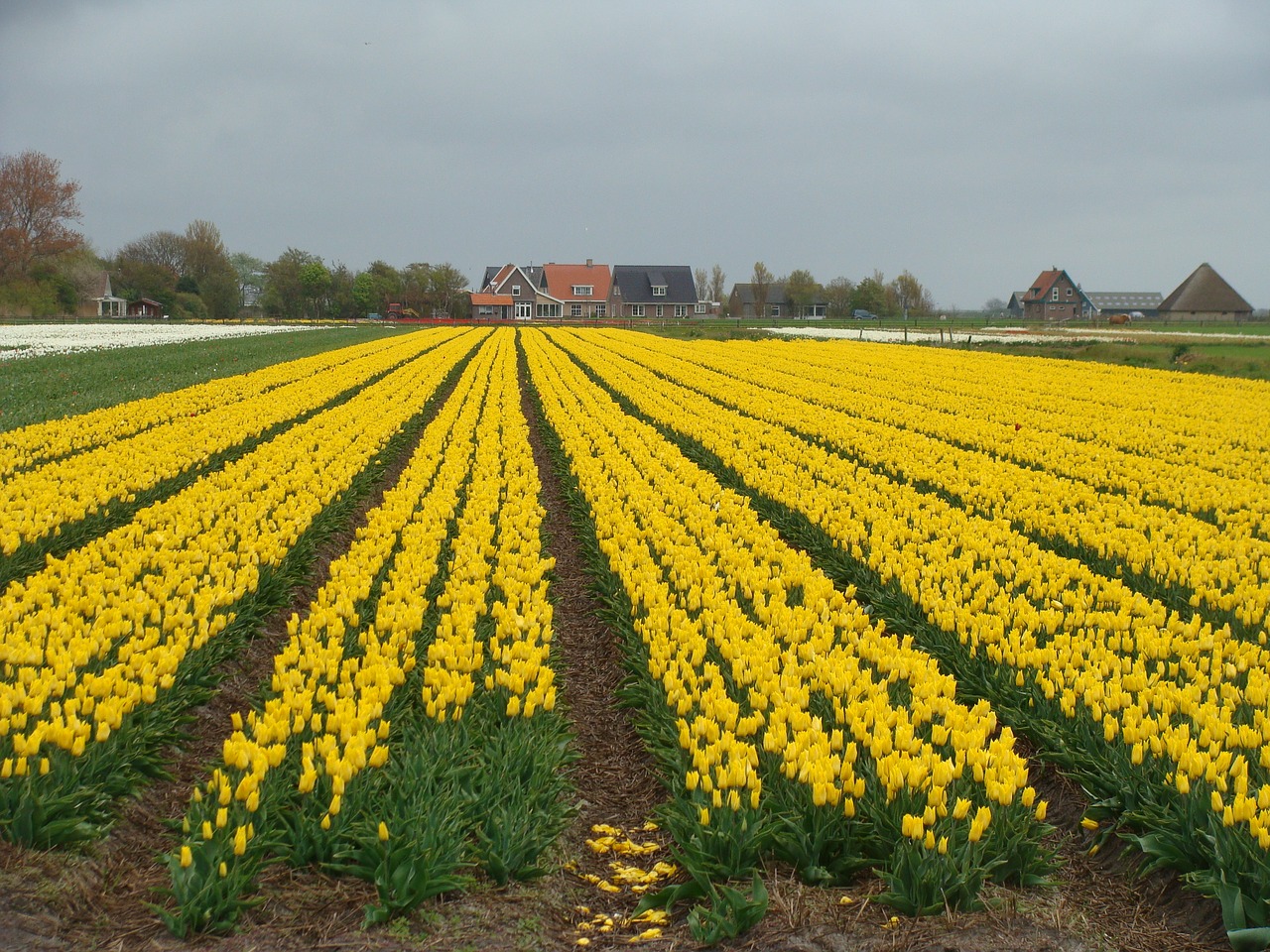 yellow netherlands holland free photo