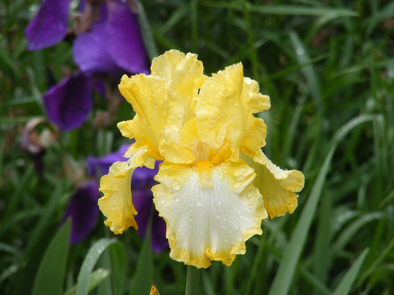 yellow iris nature free photo