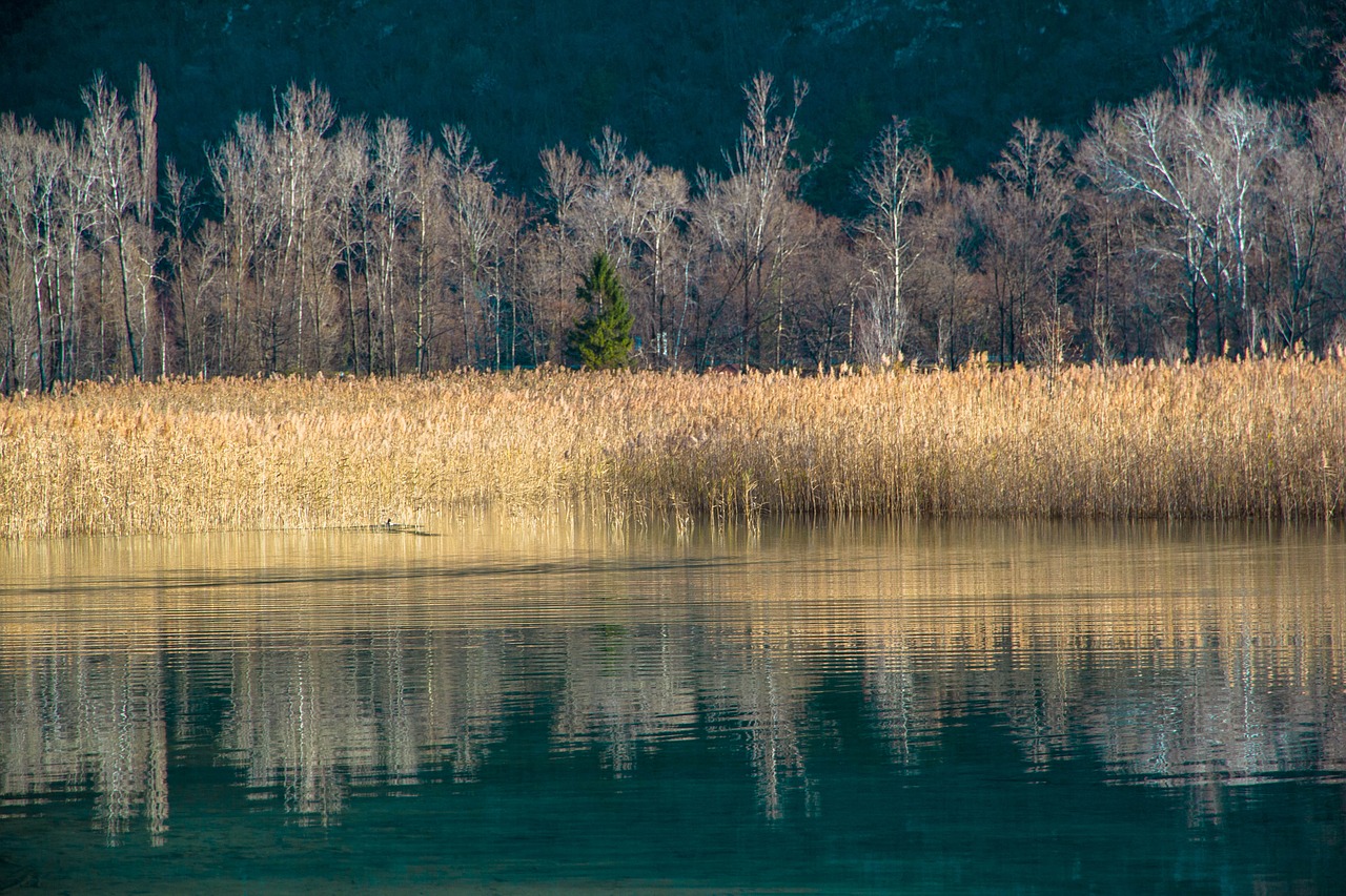 yellow silver lake free photo