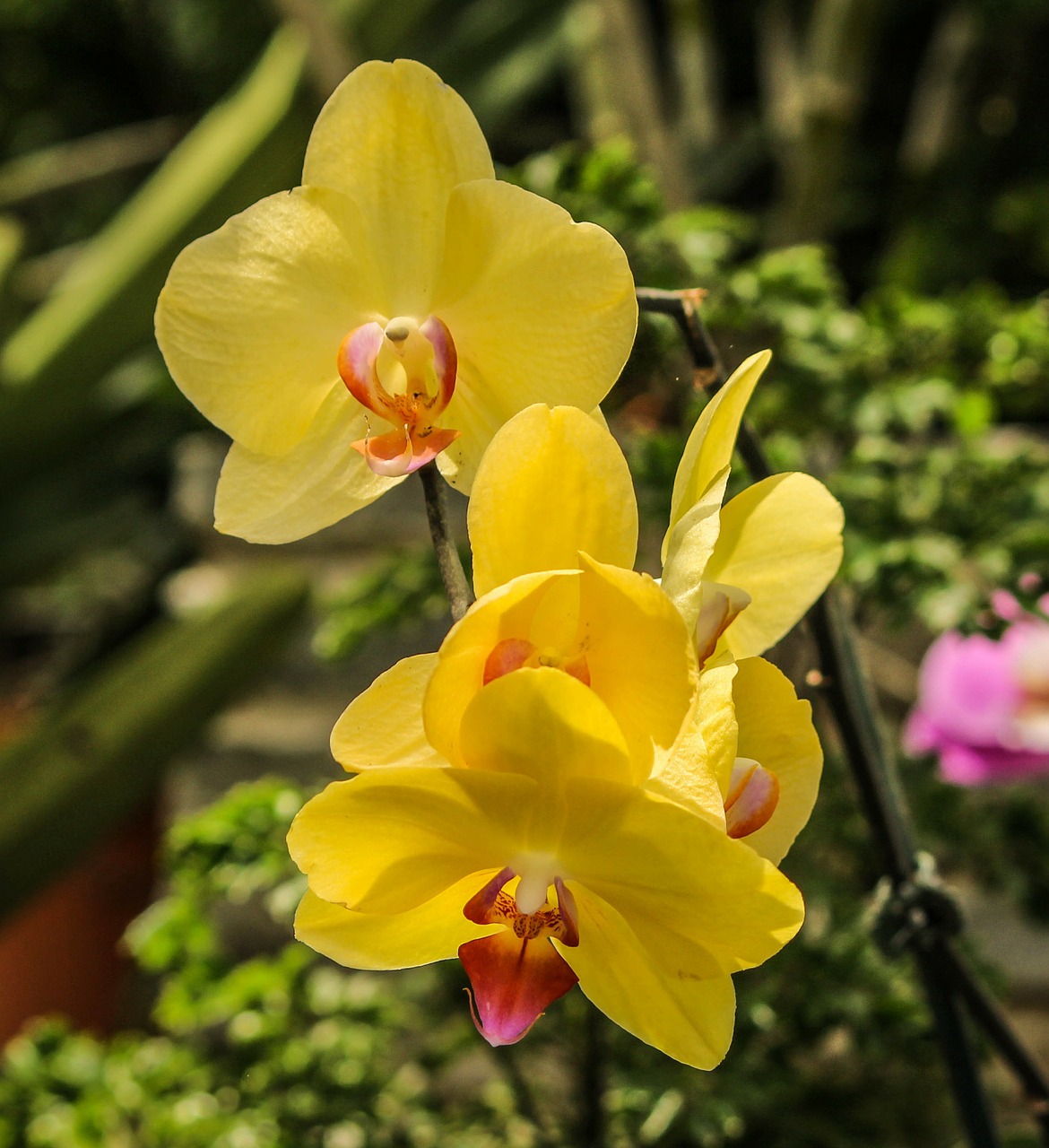 yellow orchids flowers free photo