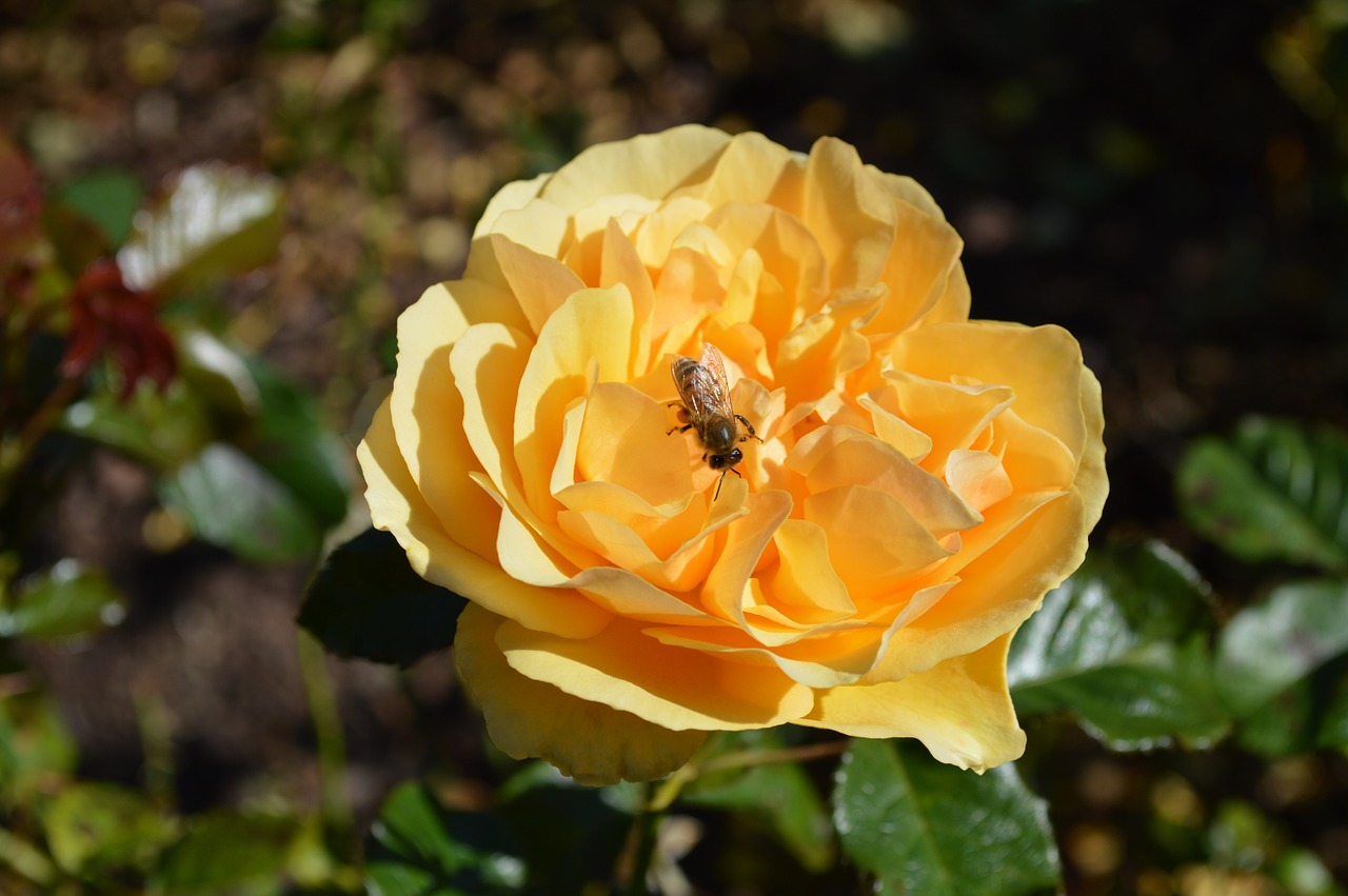 yellow roses insects free photo