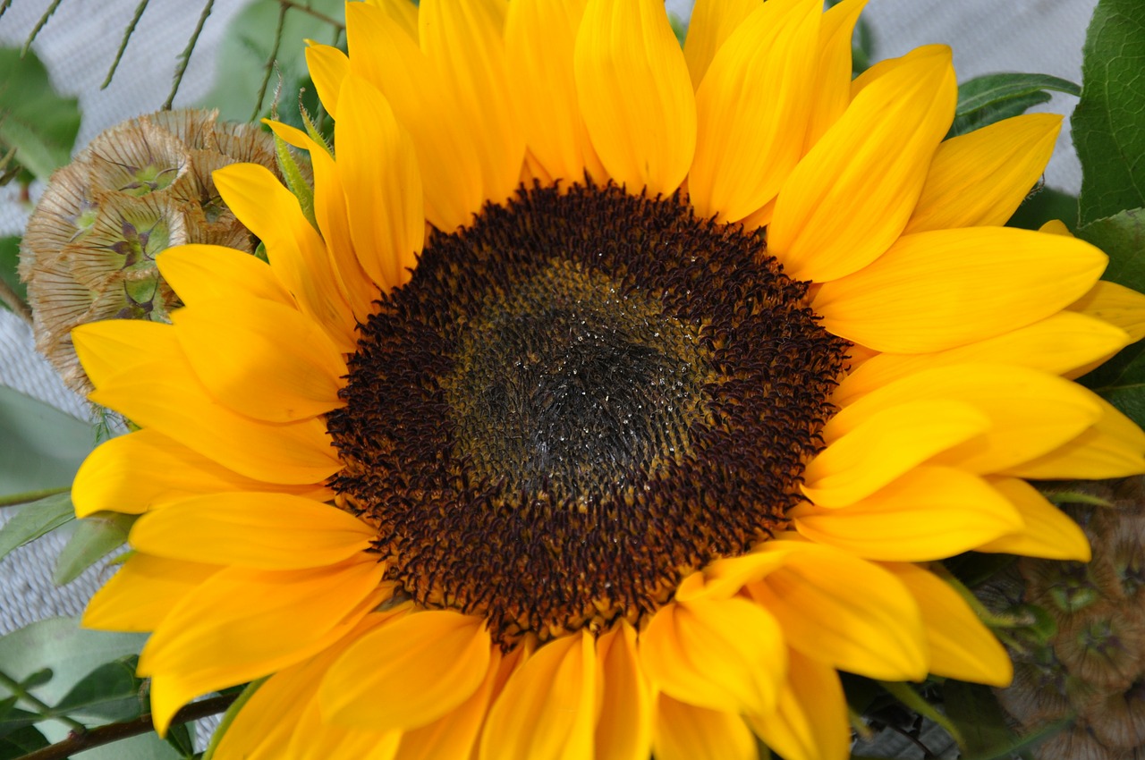 yellow flowers gold autumn free photo