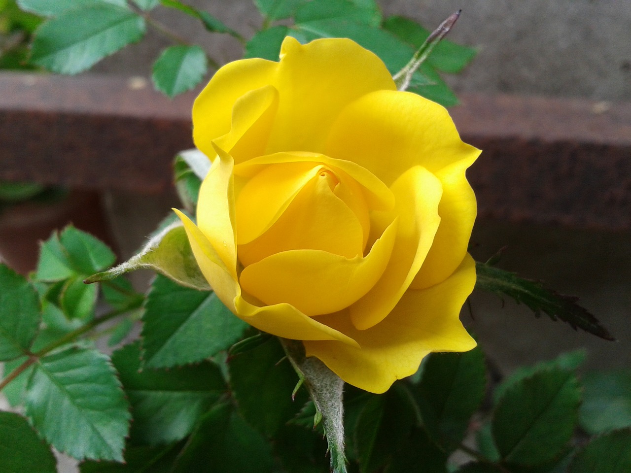 yellow rose flower free photo