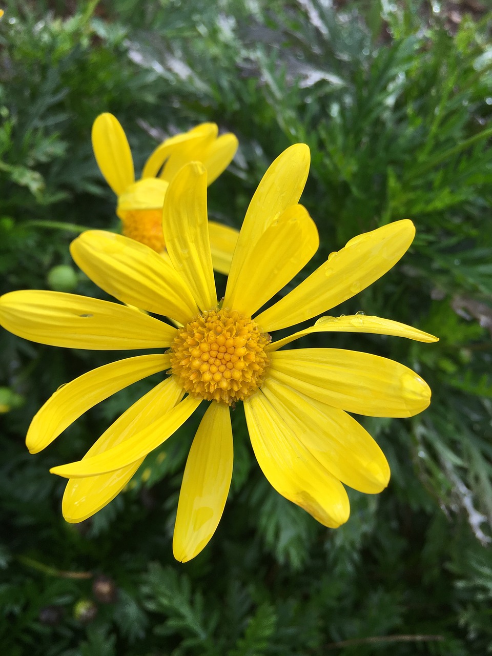 yellow daisy flower free photo