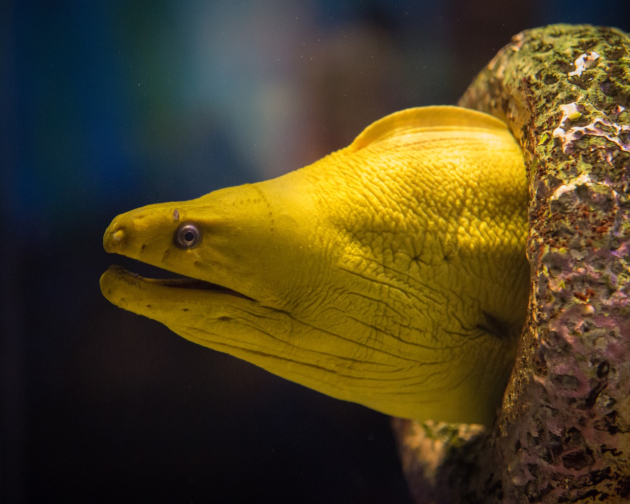 yellow eel aquarium free photo
