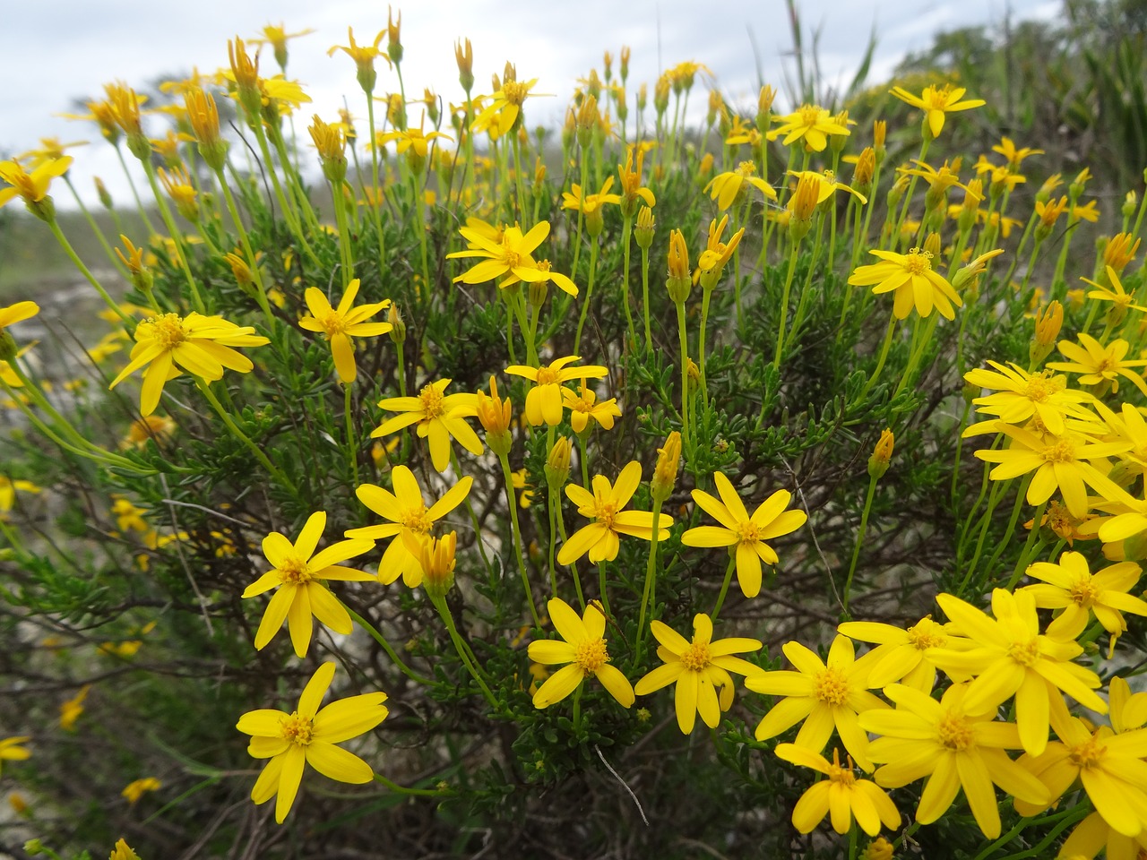 yellow flower nature free photo