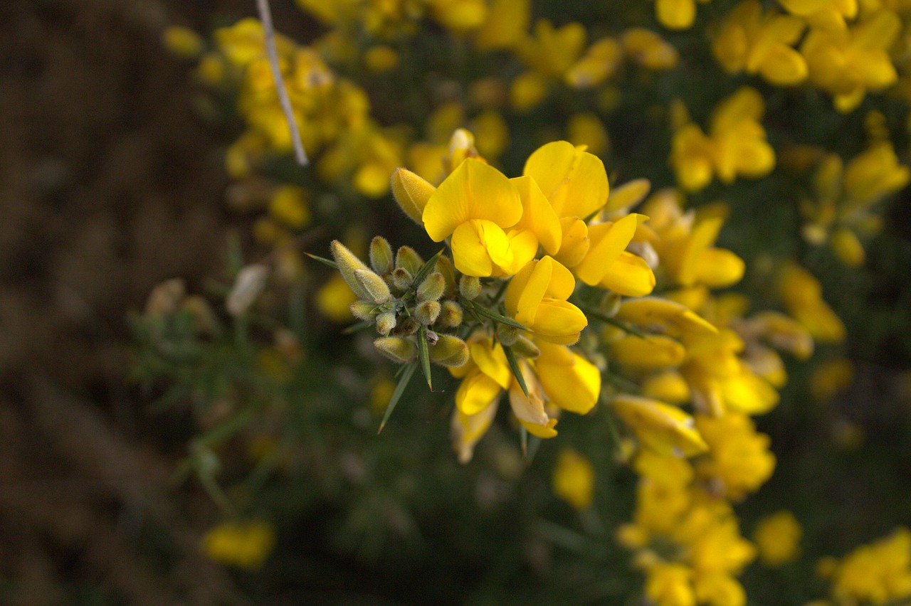 yellow flowers nature free photo