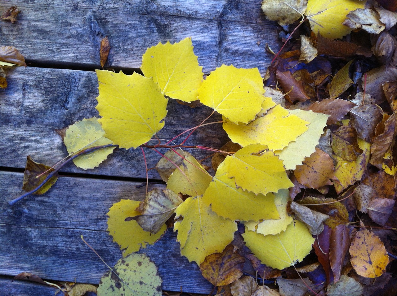 yellow leaf outdoor free photo