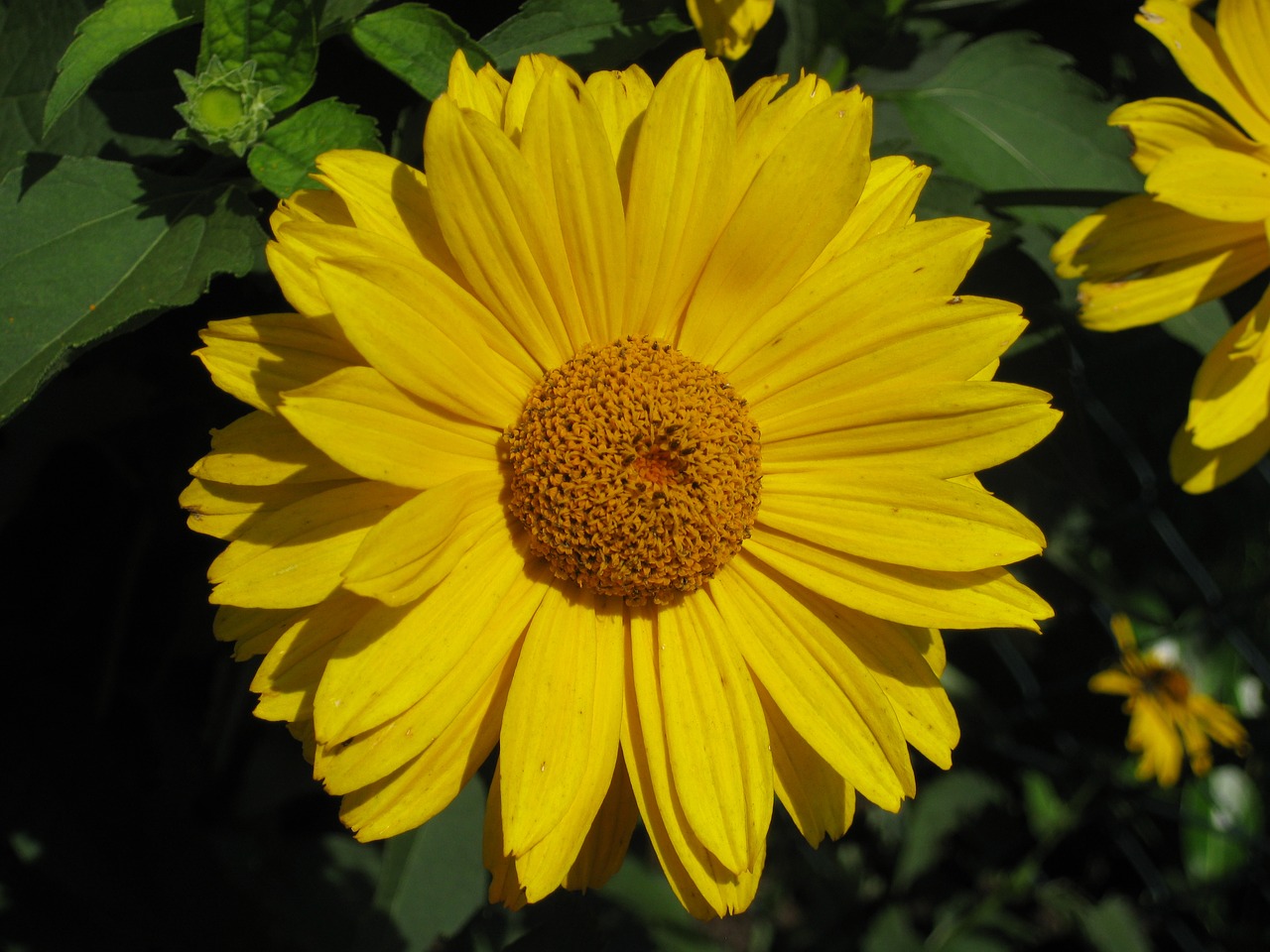 yellow summer flower free photo