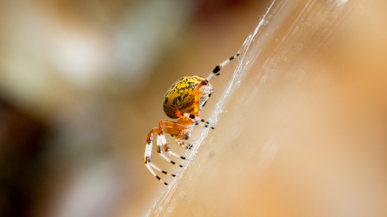 yellow spider arachnid free photo