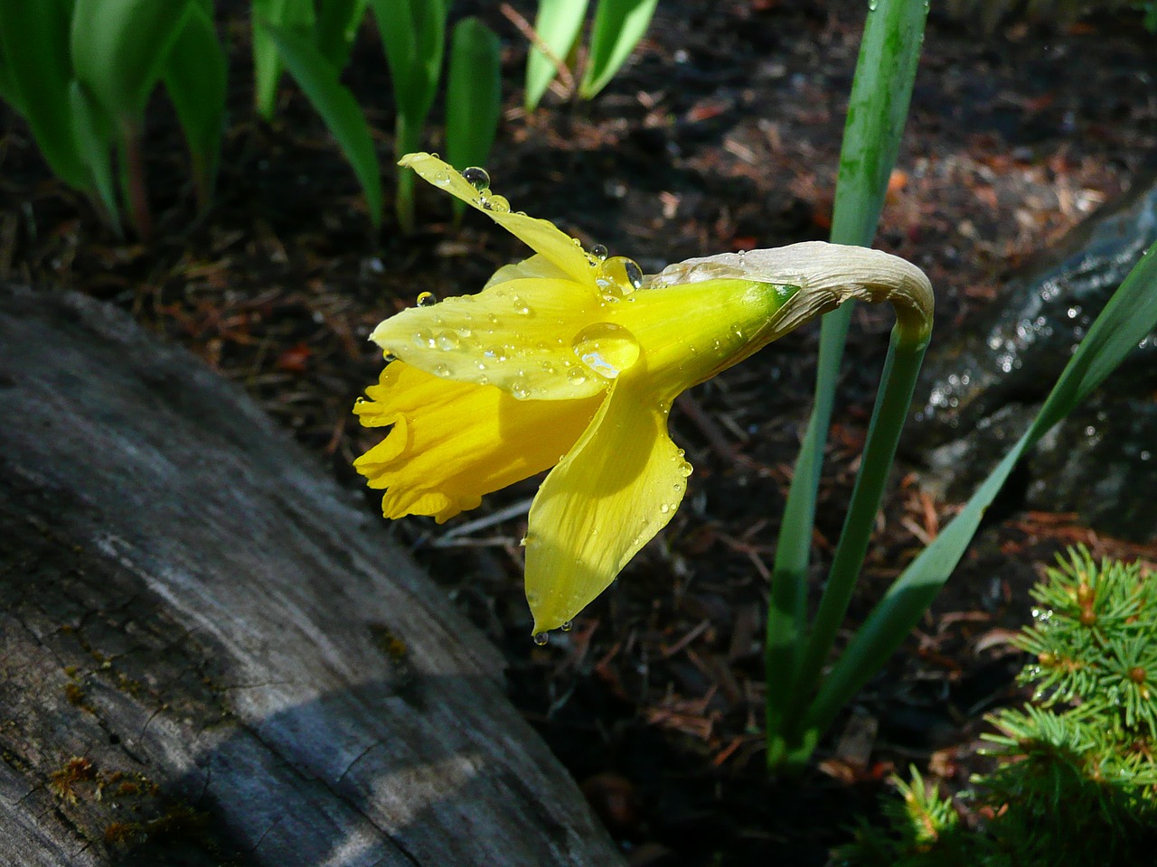 yellow daffodil narcissus free photo
