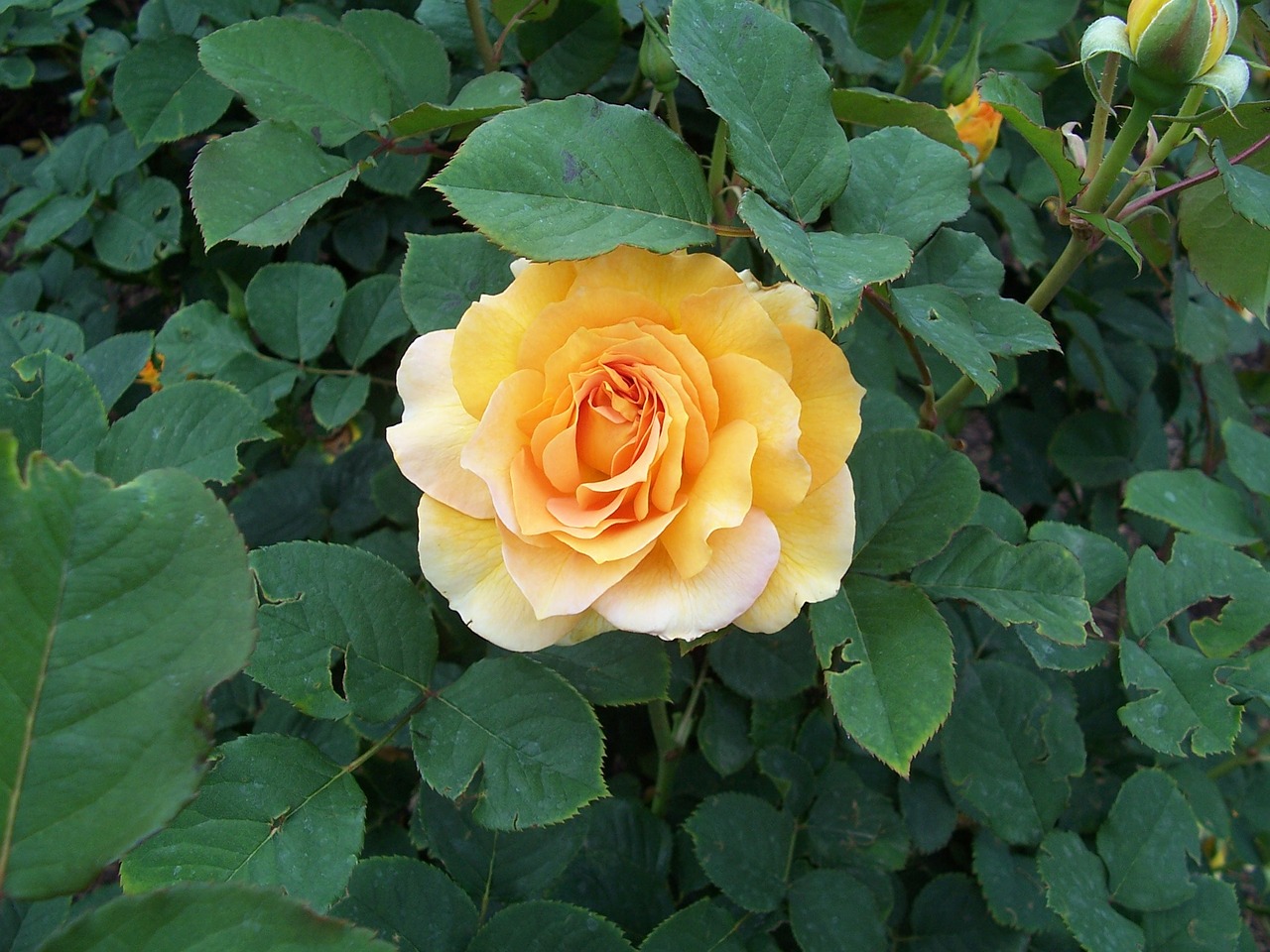 yellow rose garden free photo