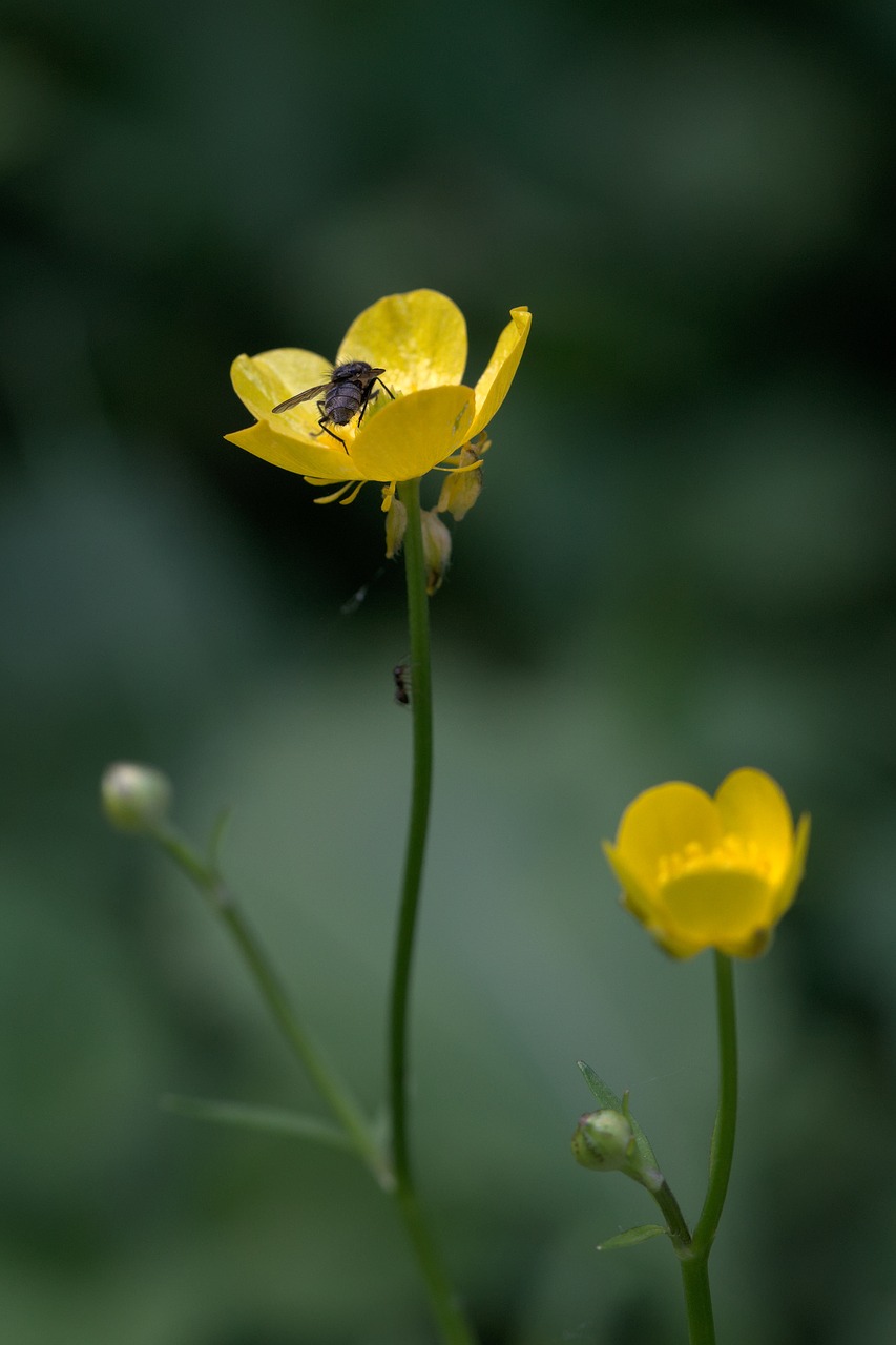 yellow flower field free photo