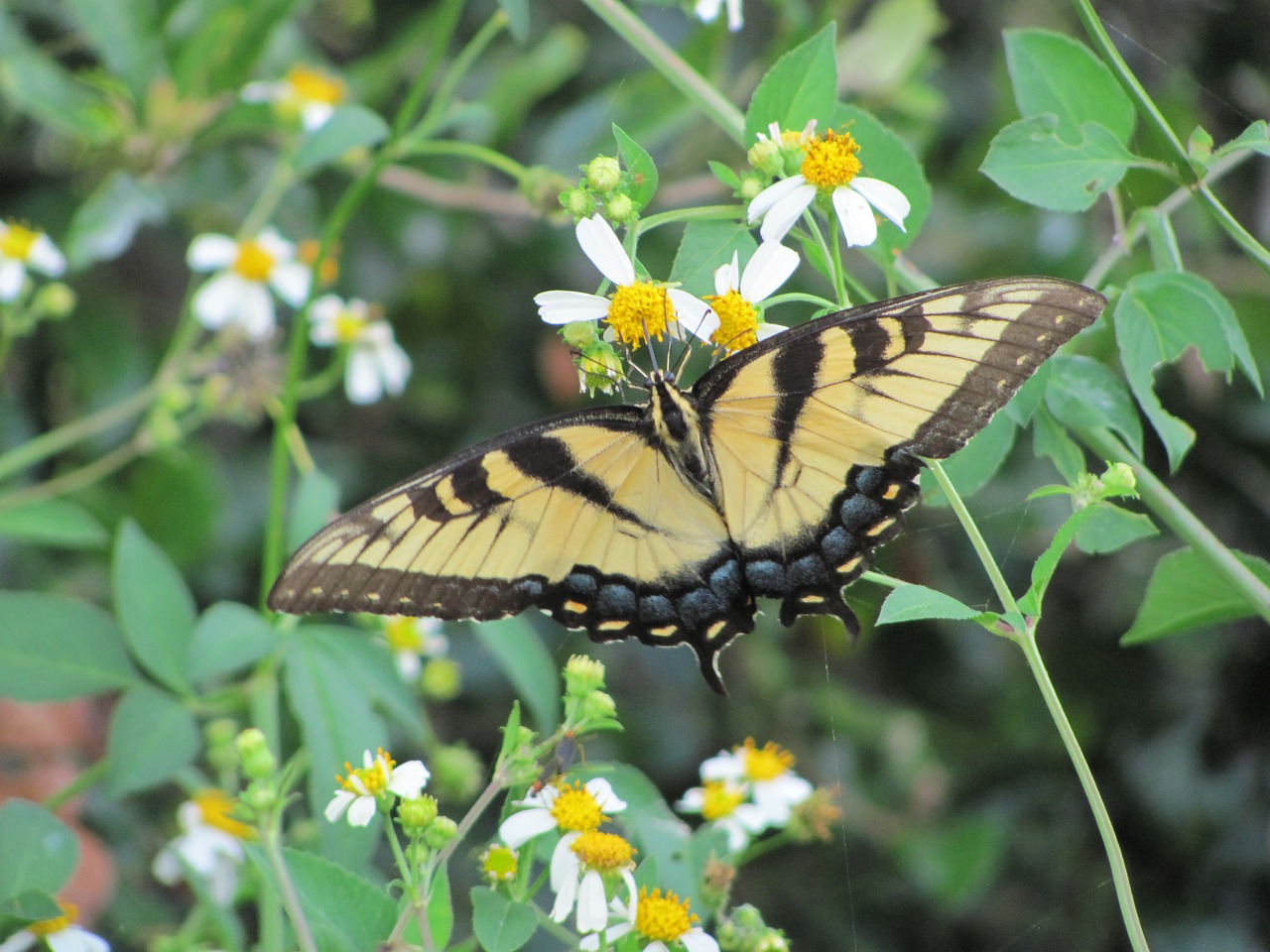 yellow butterfly nature free photo