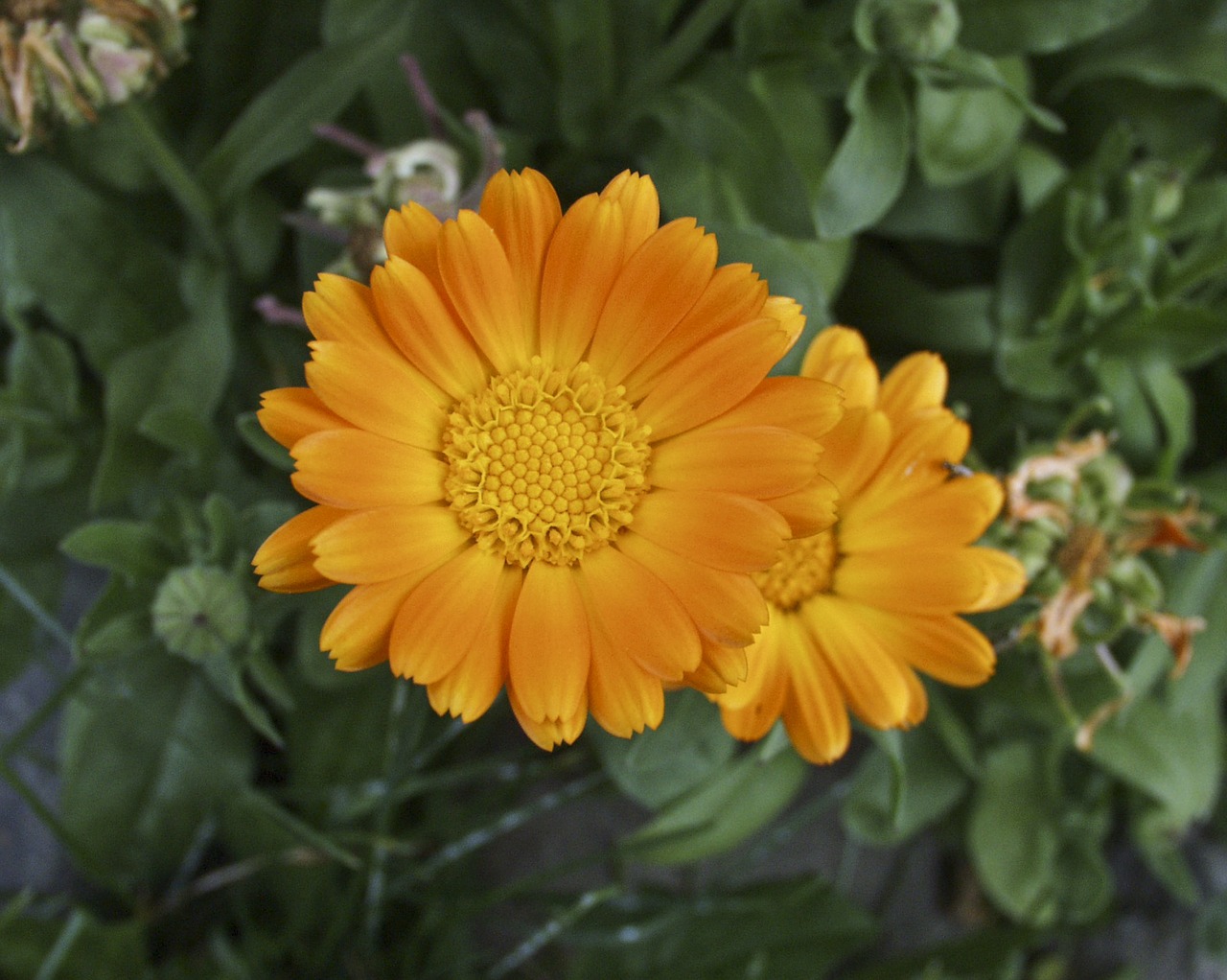 yellow gerbera beautiful free photo