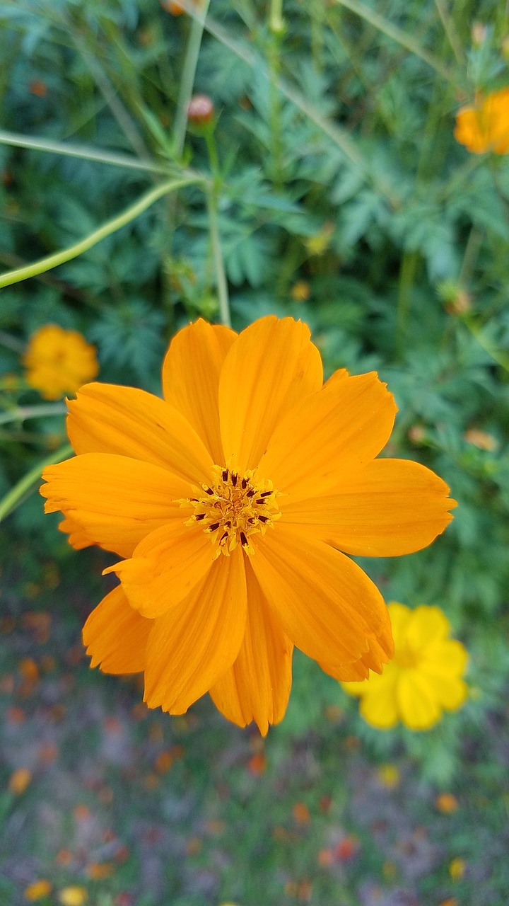 yellow flowers spring free photo