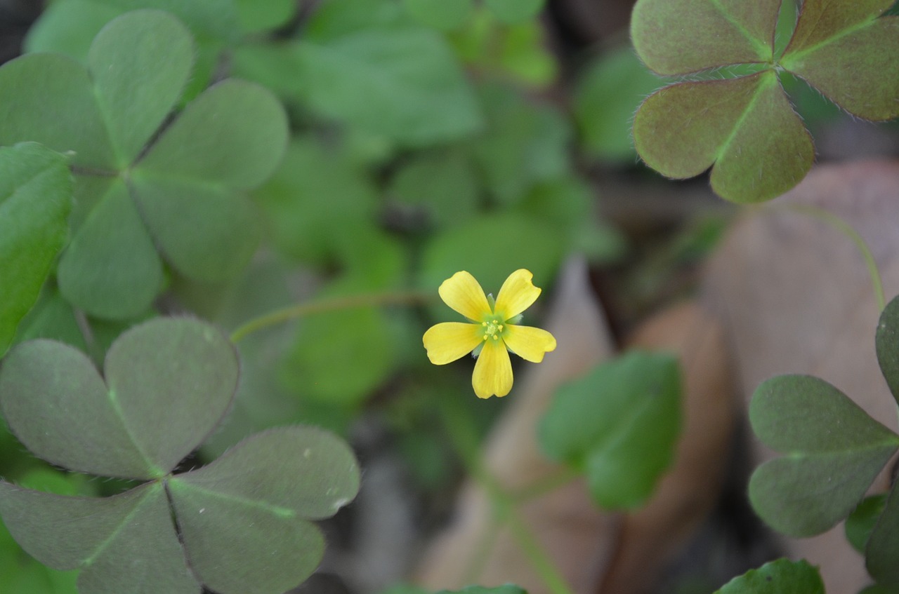 yellow wild flowers green leaf free photo