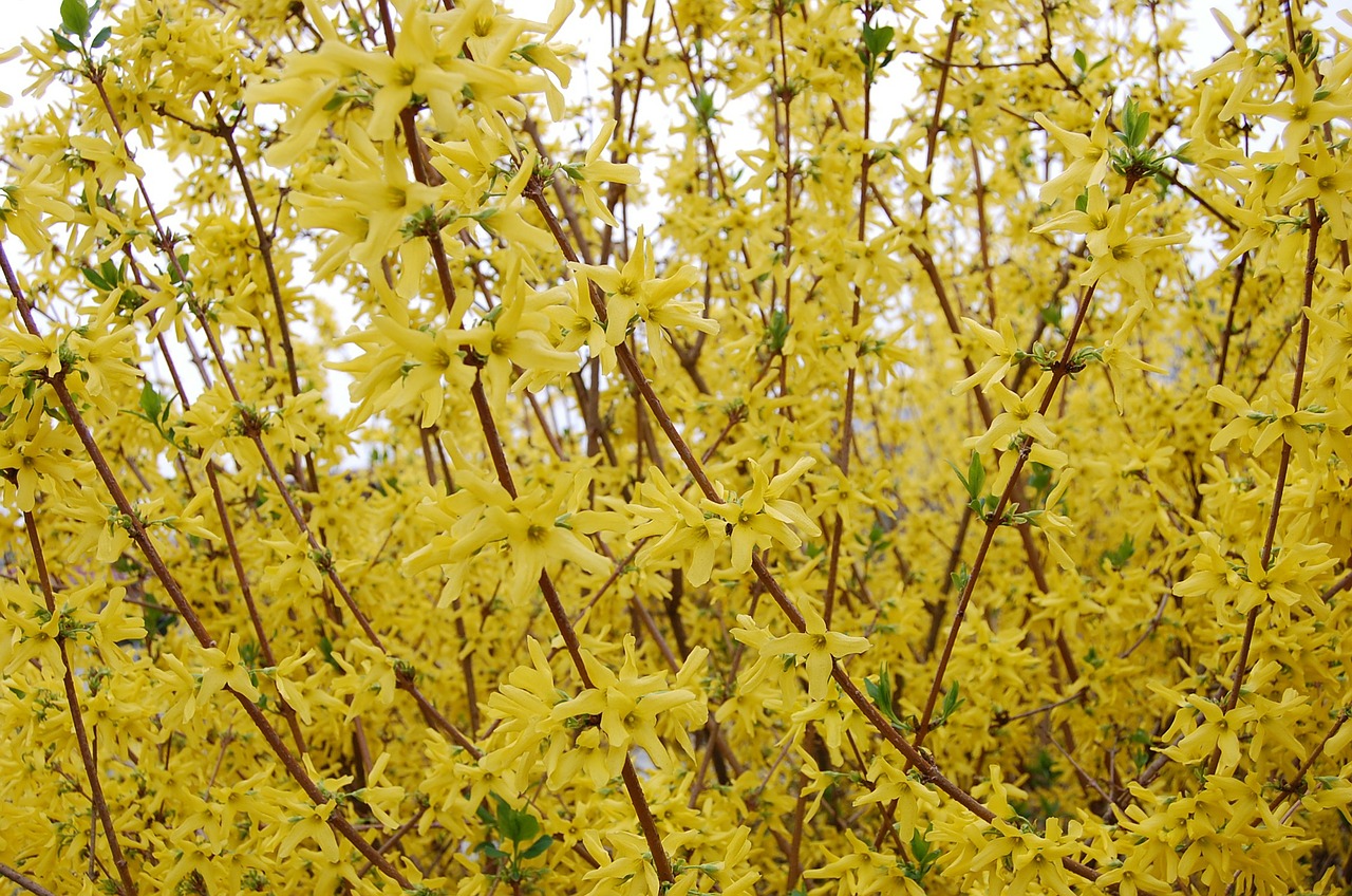 yellow broom bloom free photo
