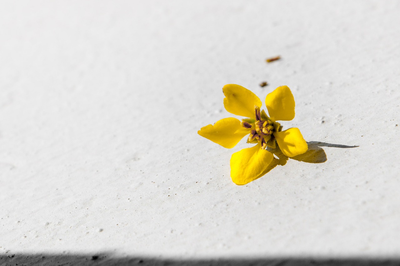 yellow flower single free photo