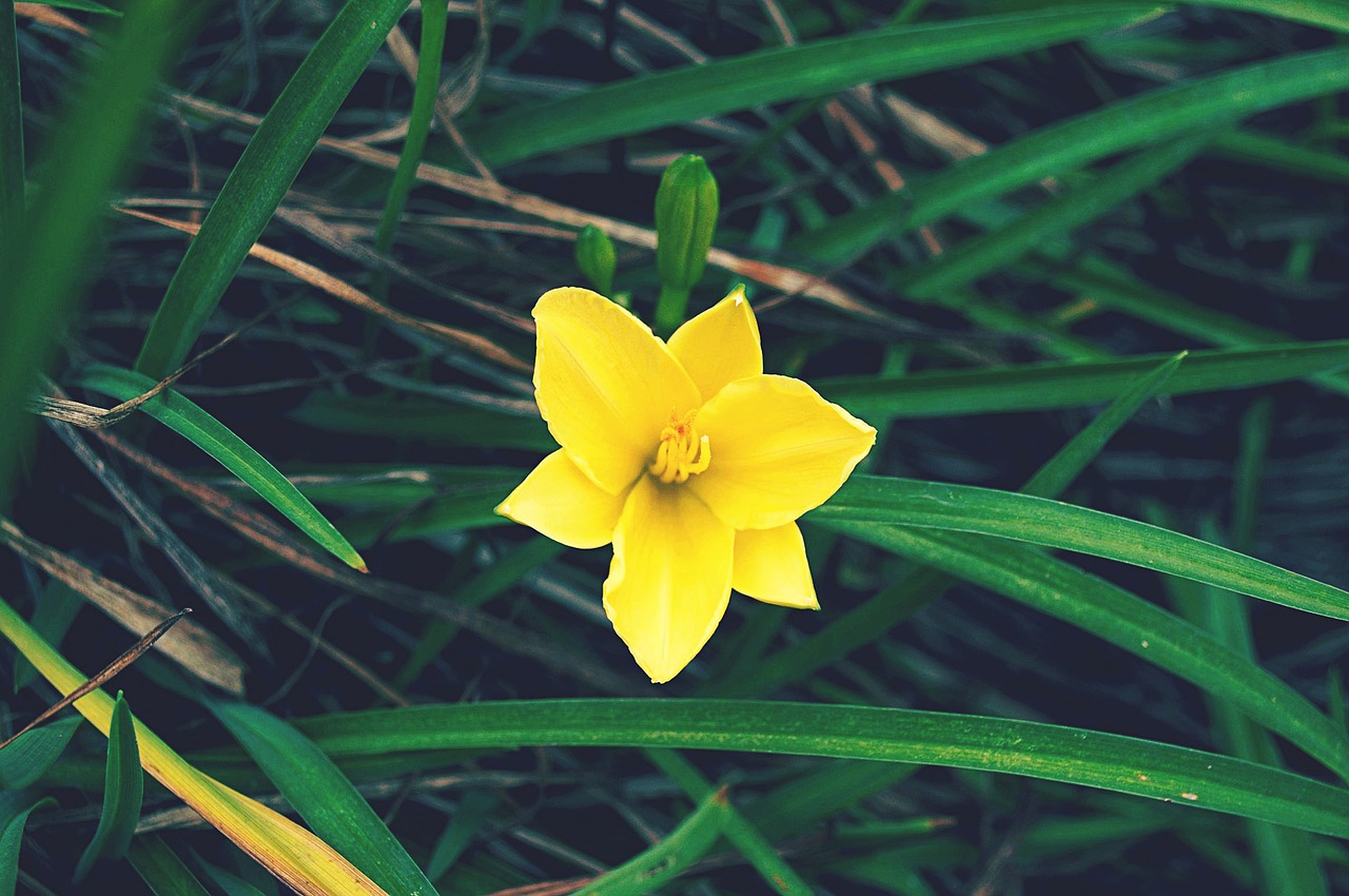 yellow flower spring free photo