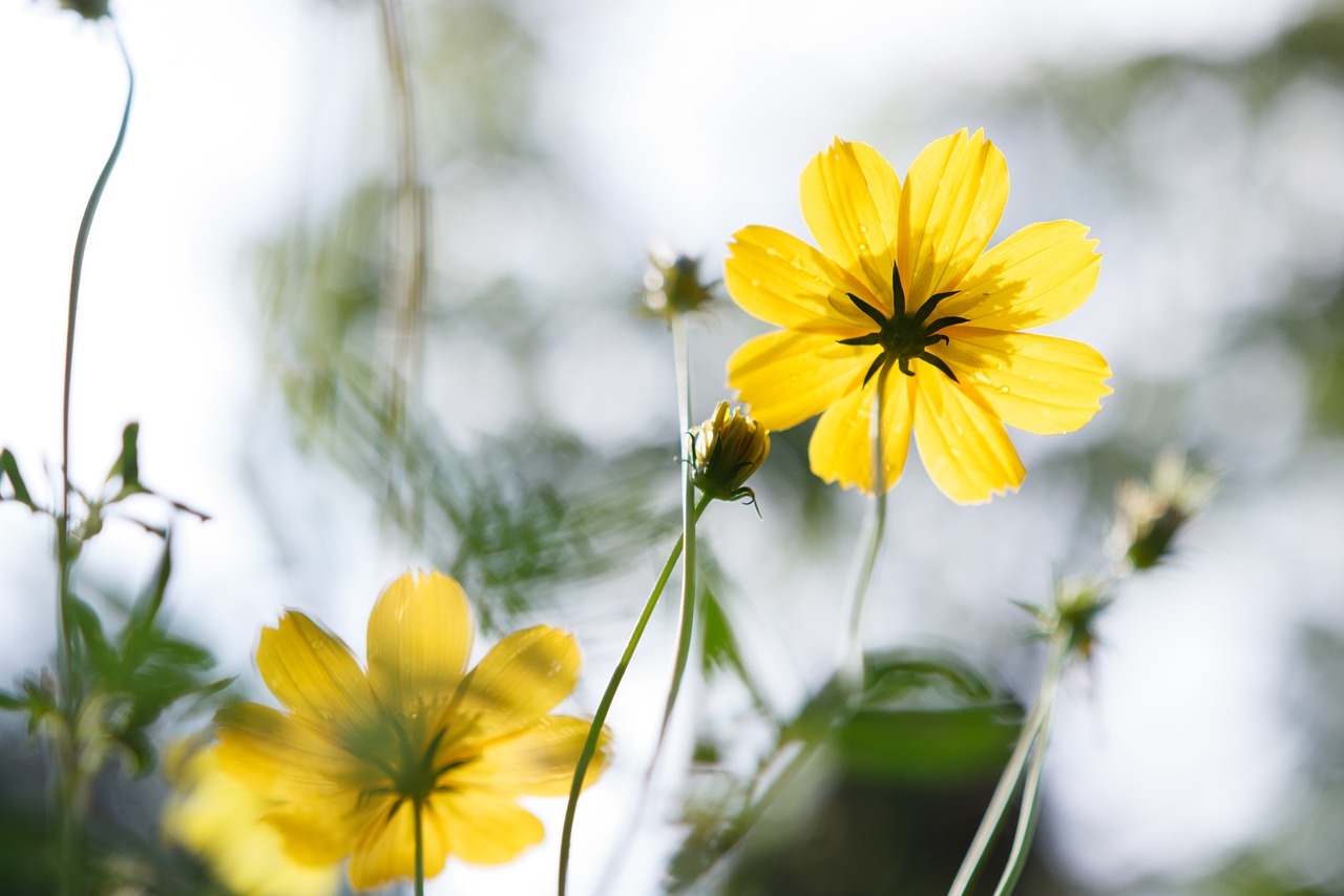 yellow spring fresh free photo