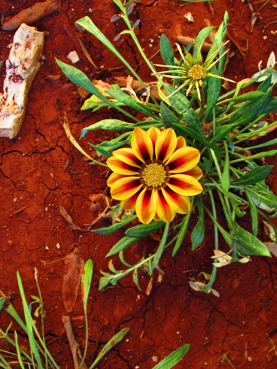 yellow brown flower free photo