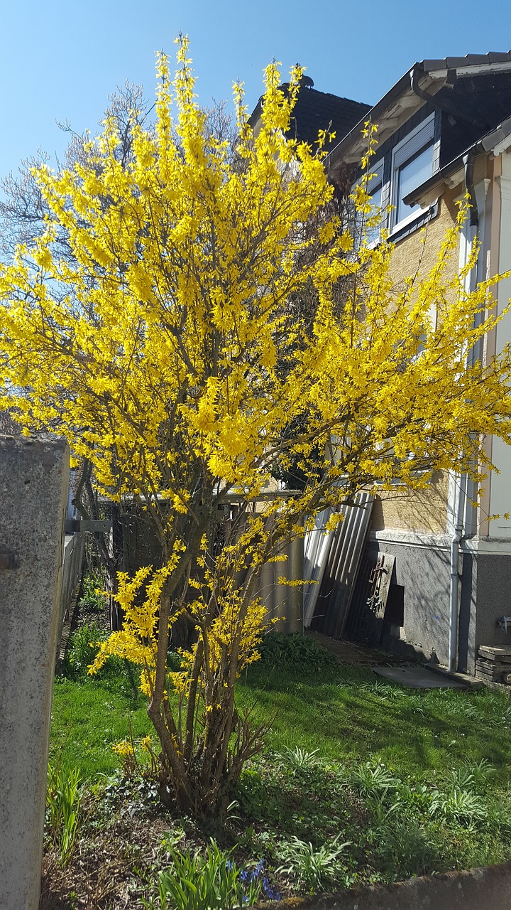 yellow bush in the free photo