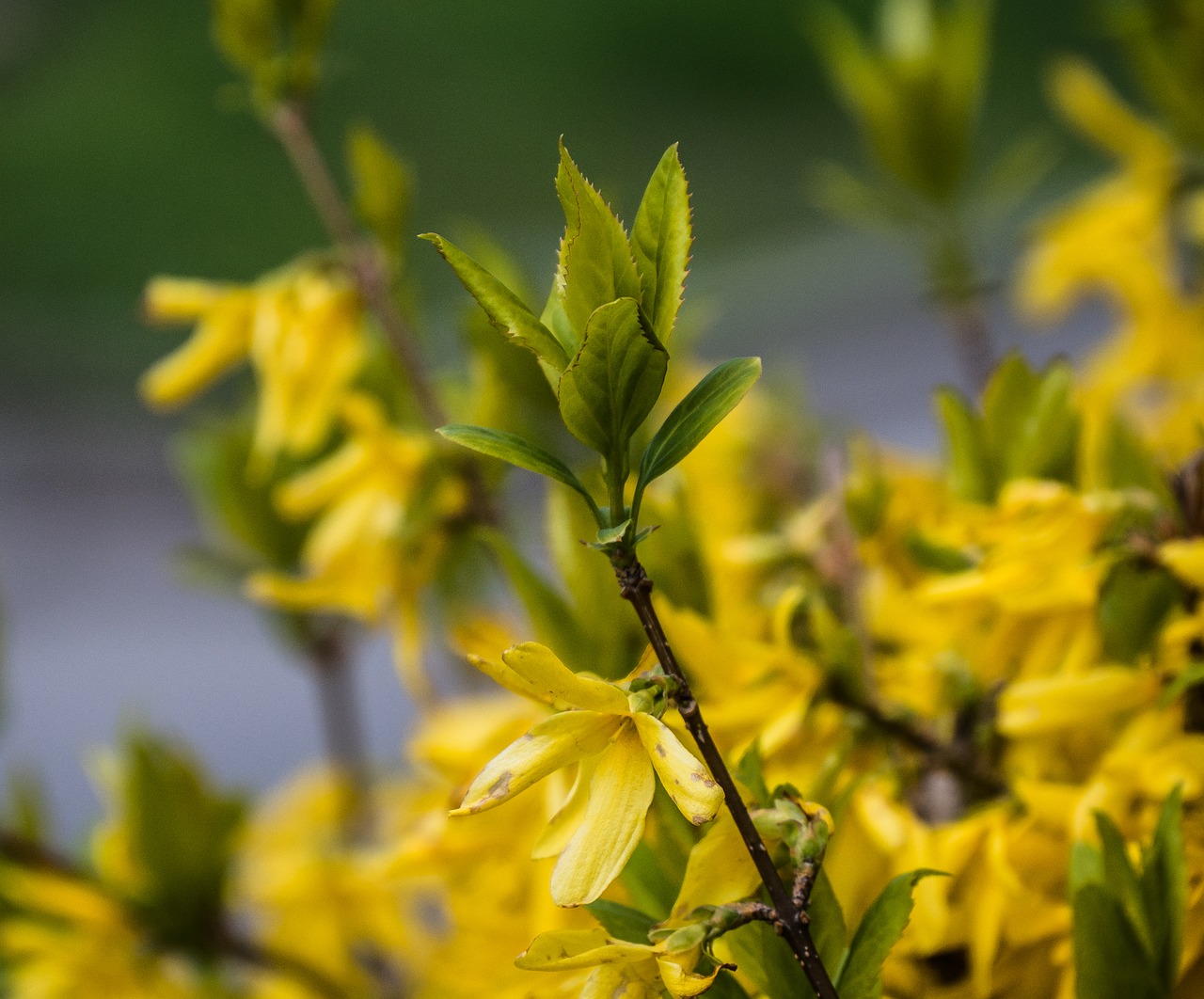 yellow flowers nature free photo