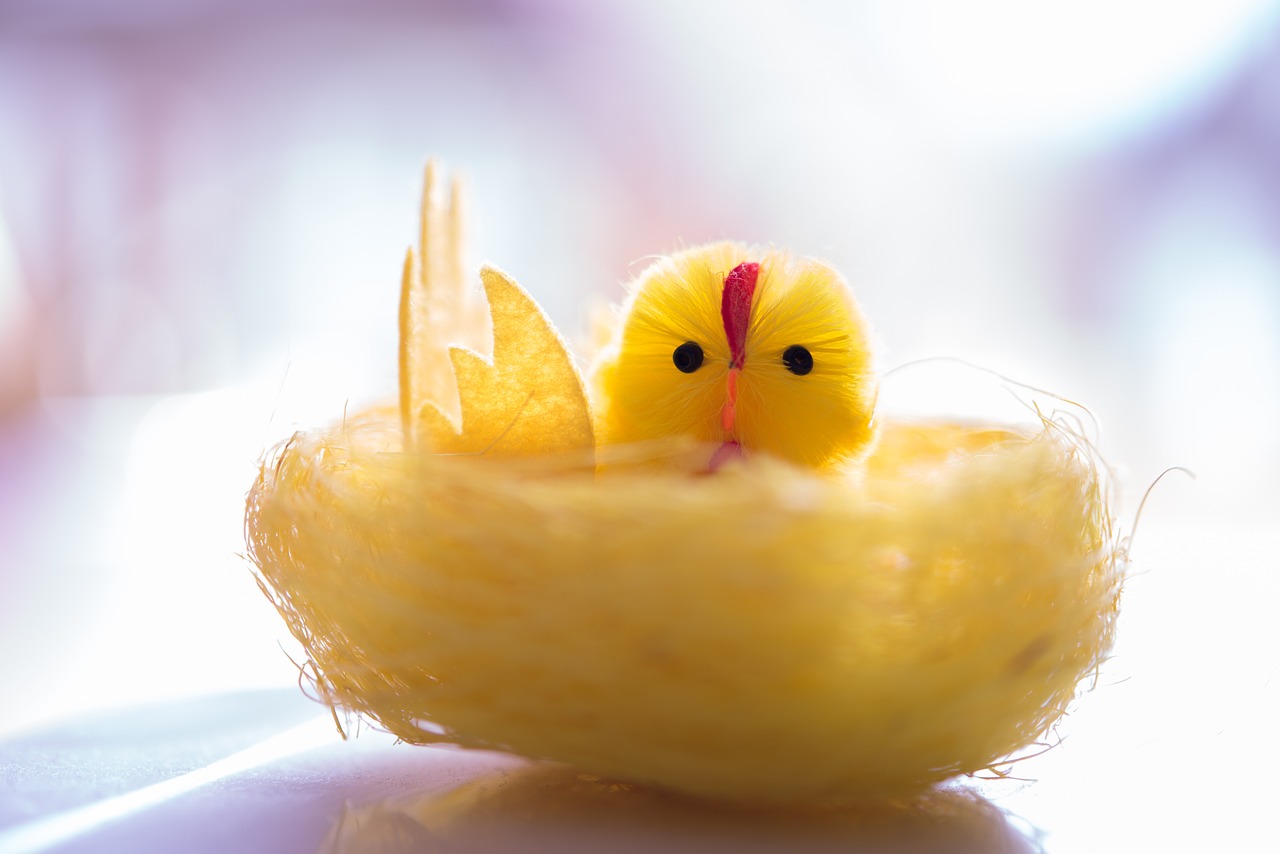 yellow chick decorative free photo
