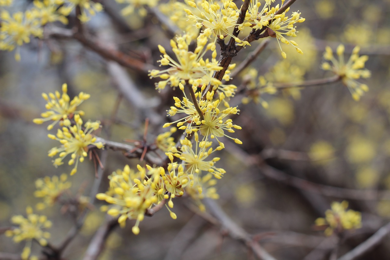 yellow flower cornelian cherry free photo