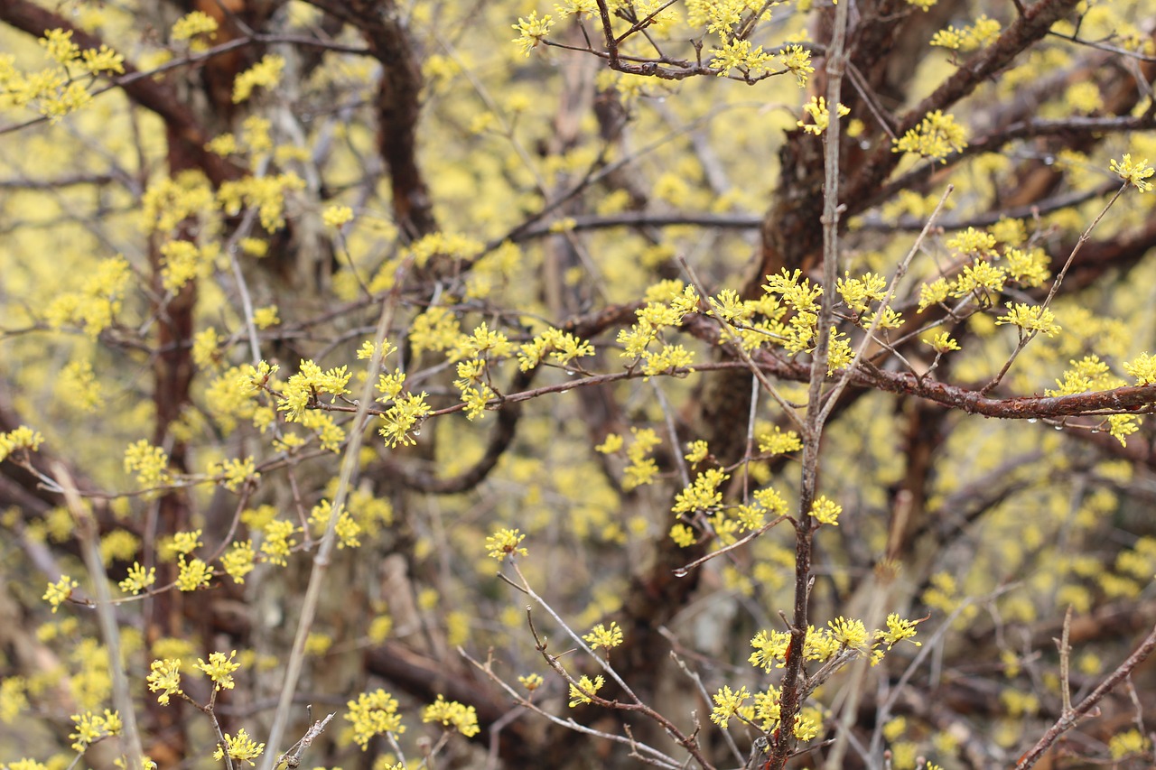 yellow flower cornelian cherry free photo