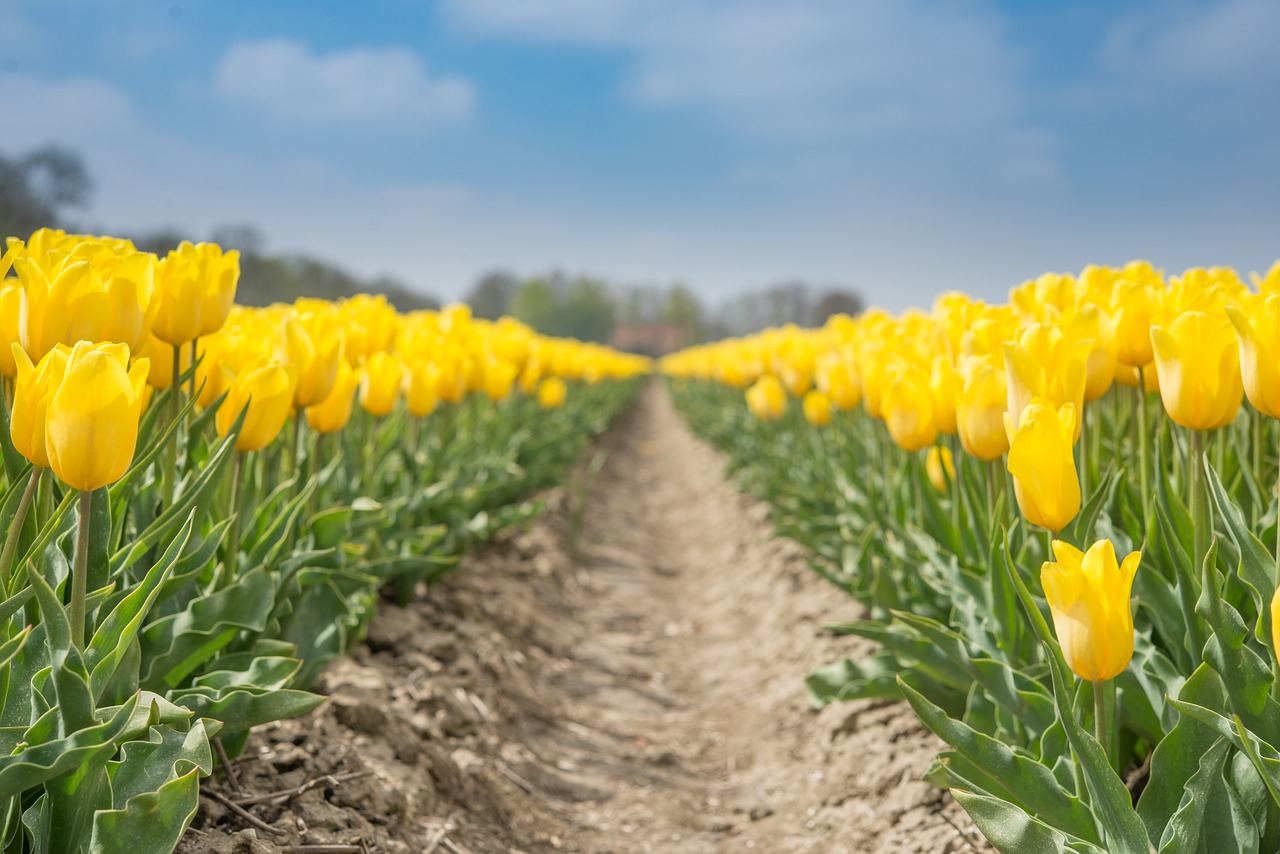 yellow tulips fields free photo