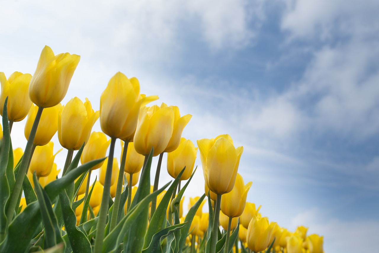 yellow tulip bulb free photo