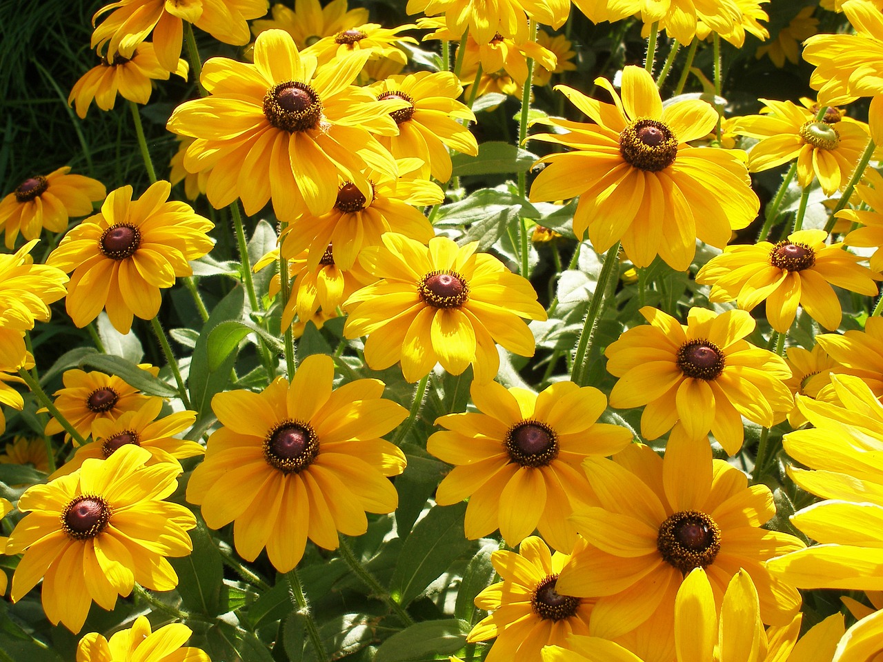 yellow sunflower nature free photo