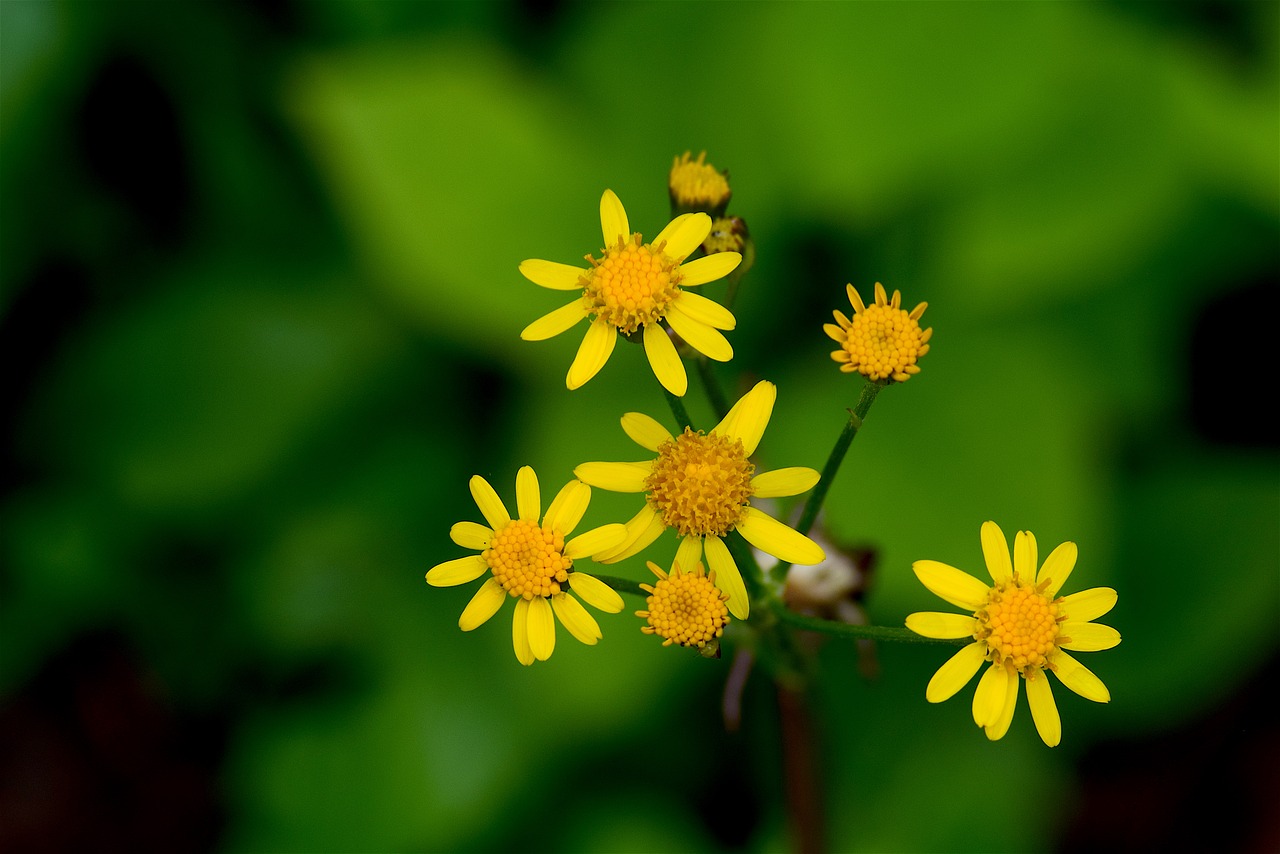 yellow flower nature free photo