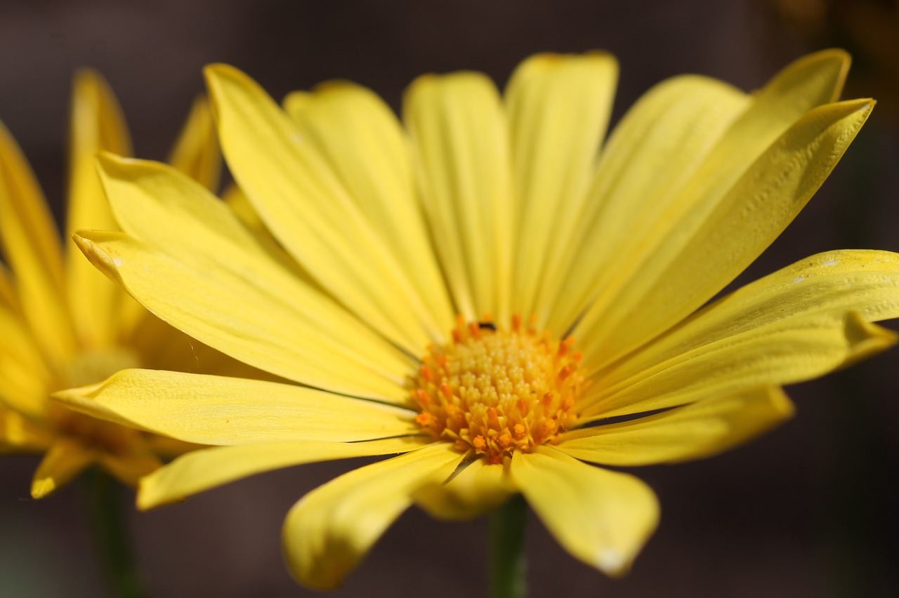 yellow flower flora free photo