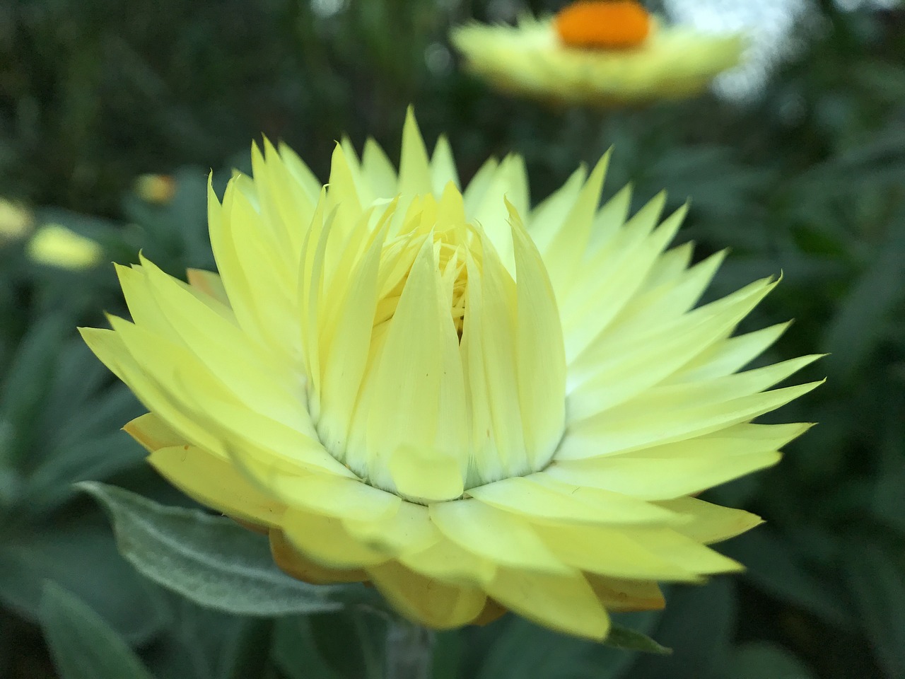 yellow flower garden free photo