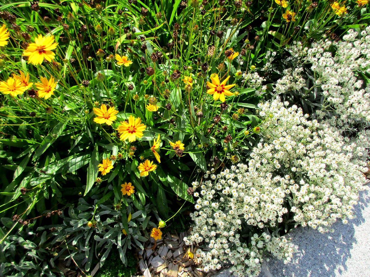 yellow flowers white free photo