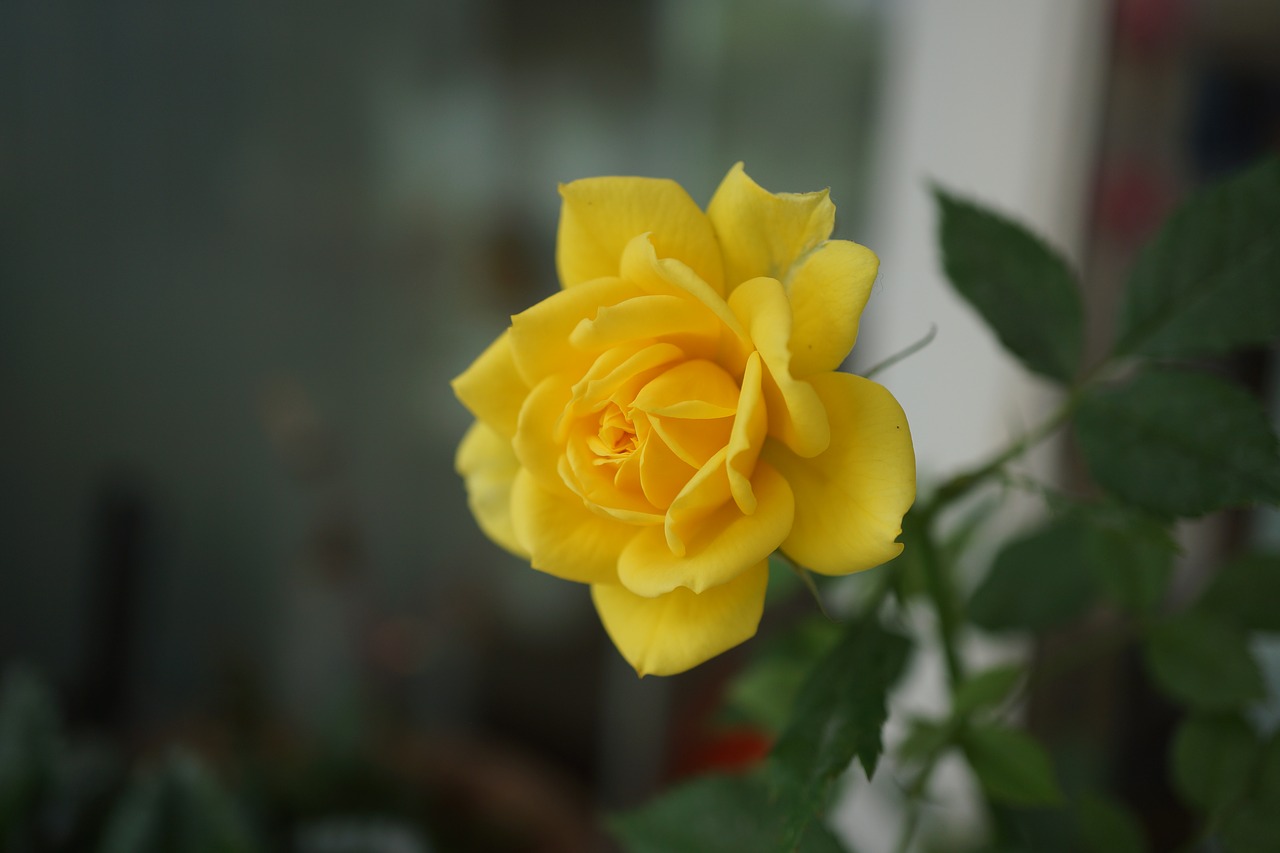 yellow jasmine plant free photo