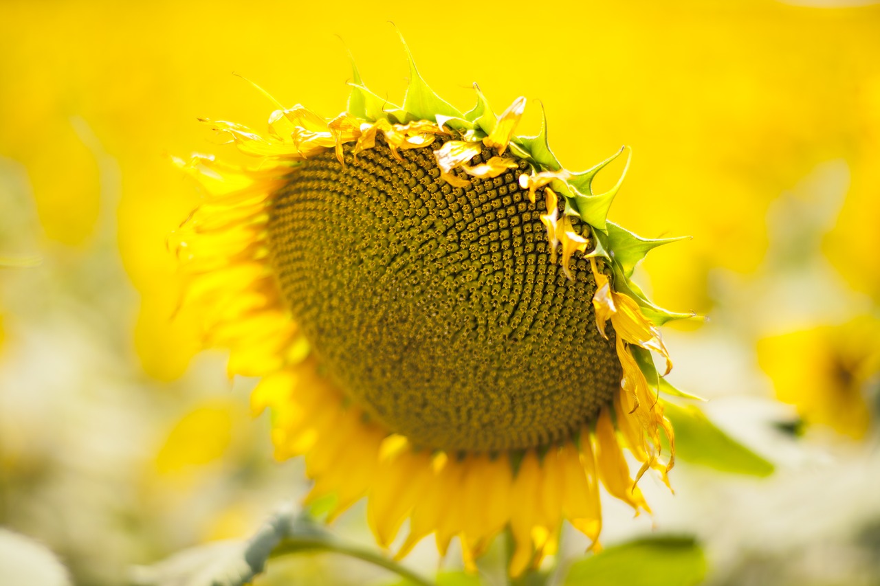 yellow flower sunflower free photo