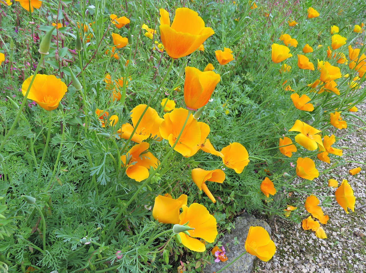 yellow flowers poppy free photo