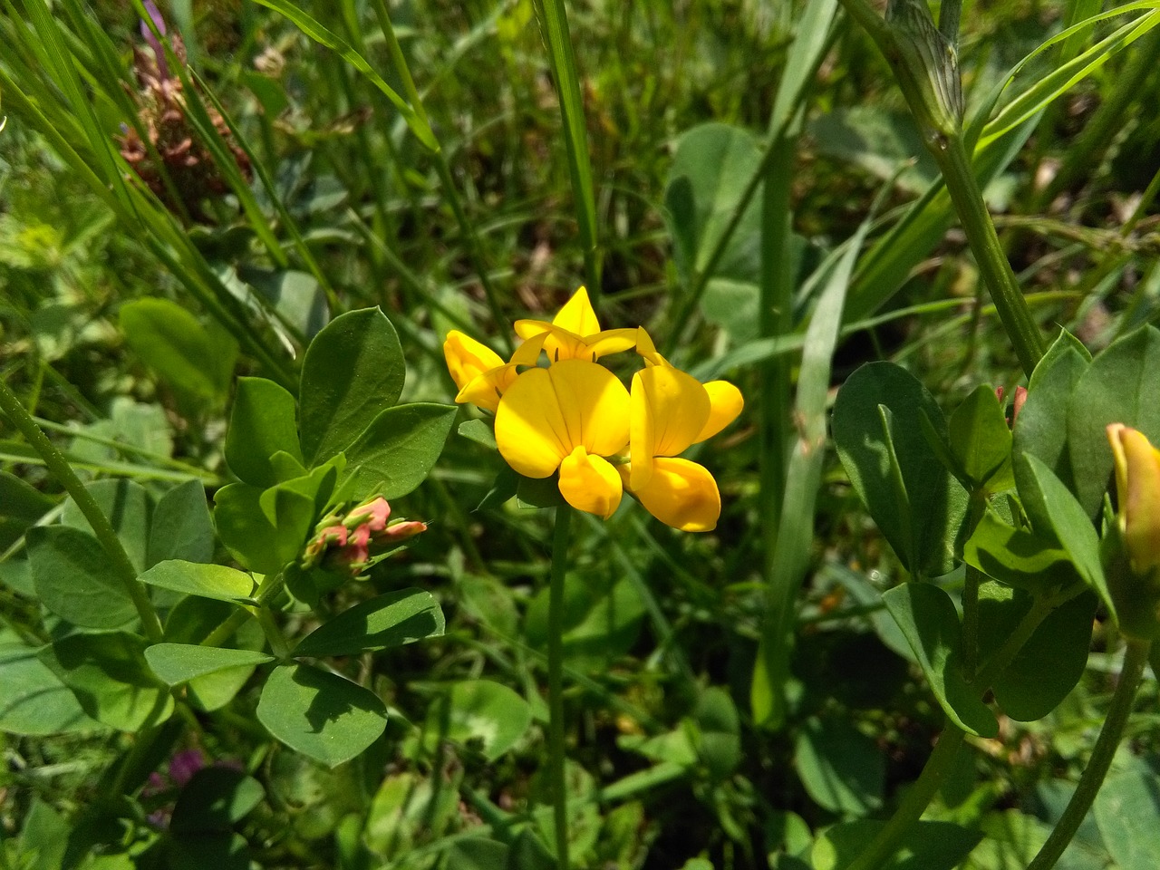 yellow pretty flower free photo