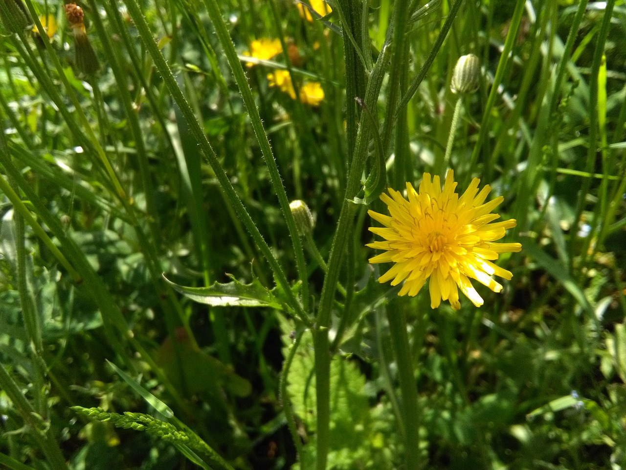 yellow pretty flower free photo